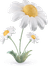jf